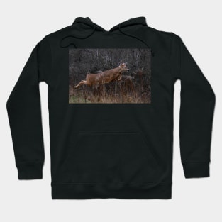 Into the Woods - White-tailed Deer Hoodie